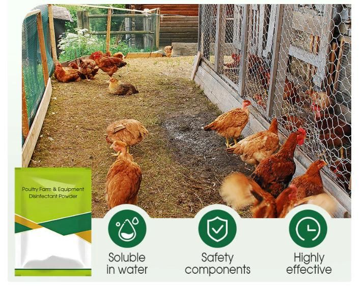 Poultry Farm & Equipment Disinfiecant Powder 100 gm Pack of 1